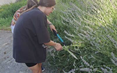 Mirisna pustolovina: Žetva lavande u našemu STEM vrtu